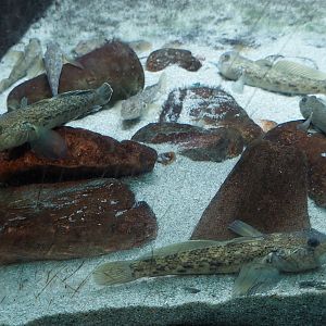 Round goby in rocky shore tank
