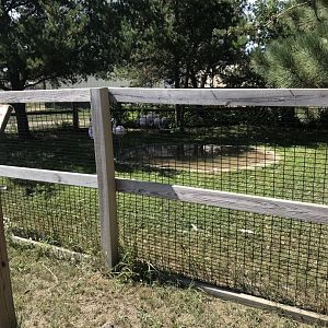 “North America”- lesser flamingo exhibit