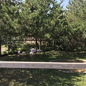 “North America”- lesser flamingo exhibit