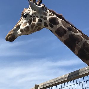 Generic Giraffe