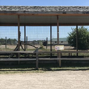 “Africa”- serval exhibit