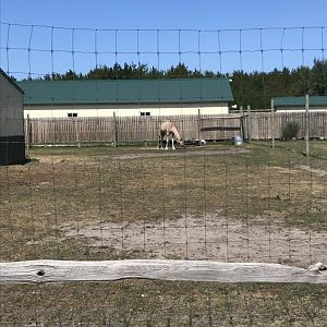 “Africa”-  domestic dromedary camel exhibit