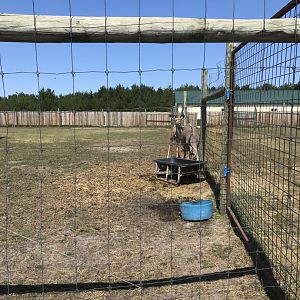 “Africa”- greater kudu exhibit