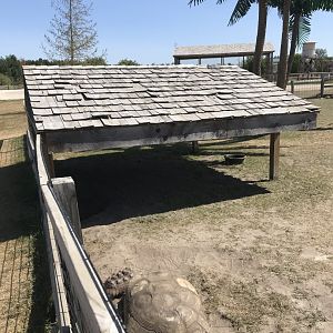 “Africa”- African spurred tortoise exhibit