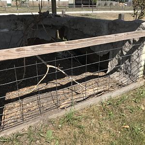 “Africa”- cape porcupine exhibit