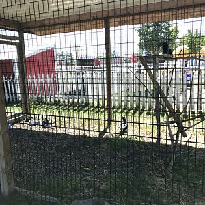 “Africa”- trumpeter hornbill exhibit