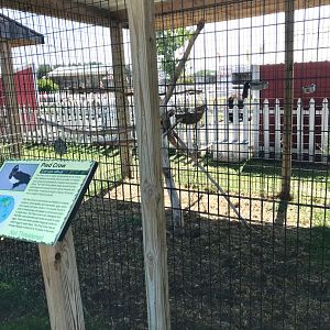 “Africa”- pied crow exhibit