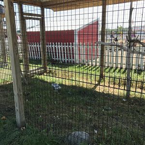 “Africa”- Harris hawk exhibit