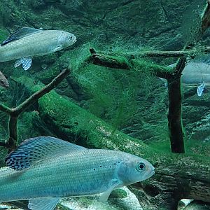 Arctic Grayling (Thymallus arcticus)