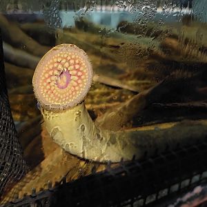 Sea lamprey (Cyprinella spiloptera)