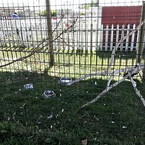 “Africa”- turkey vulture exhibit