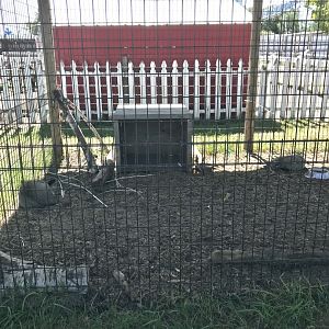 “Africa”- bat-eared fox exhibit