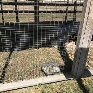 “Africa”- fennec fox exhibit