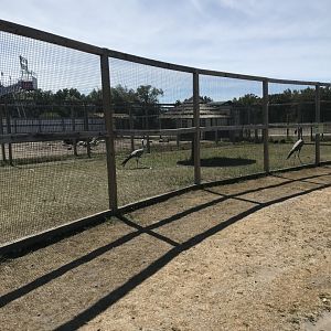 “Africa”- blue crane exhibit