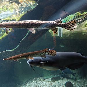 Gar tank- long nose gar, shortnose gar, Channel catfish