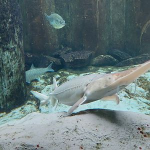 Sturgeon tank- Pallid Sturgeon