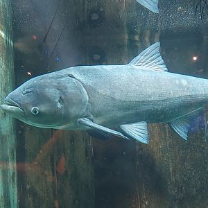 Bighead carp- Sturgeon tank