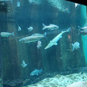 Sturgeon tank