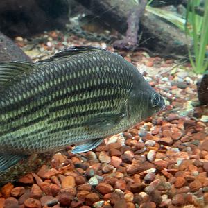 Yellow bass- grass pickerel tank