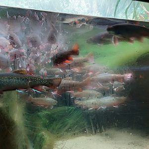 Brook trout tank