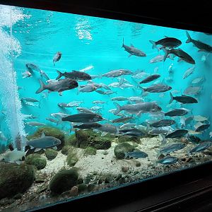 Schooling tank- Cisco and Lake whitefish