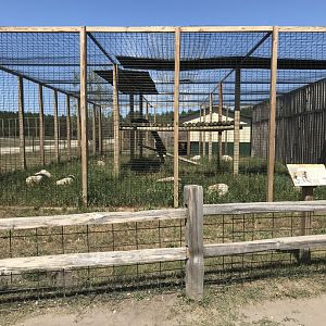 “Africa”- Jaguar exhibit