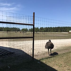 “Africa”- mixed-species savanna exhibit