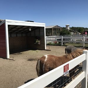 Barnyard- miniature horse/miniature donkey exhibit