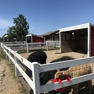 Barnyard- alpaca exhibit