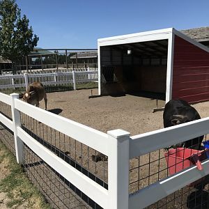 Barnyard- dwarf zebu exhibit