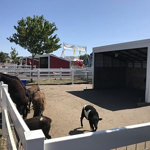 Barnyard- domestic sheep exhibit