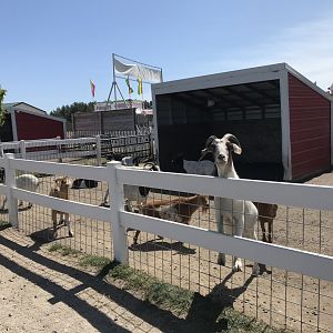 Barnyard- domestic goat exhibit