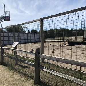 “Africa”- warthog exhibit