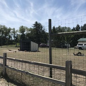 Australia- red kangaroo exhibit
