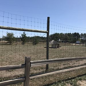 Australia- red-necked wallaby exhibit
