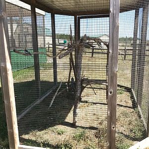 Australia- cockatiel exhibit