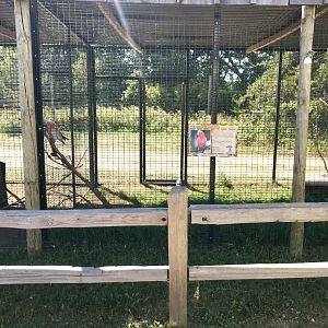 World of birds- rose-breasted cockatoo exhibit