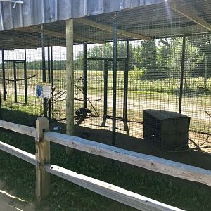 World of birds- vulturine guineafowl exhibit