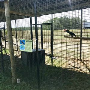World of birds- silvery-cheeked hornbill exhibit