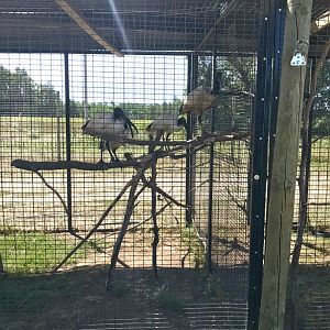 World of birds- African sacred ibis exhibit