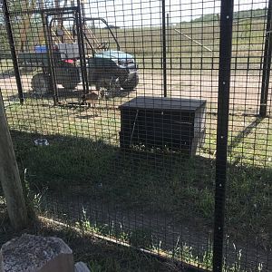 World of birds- red-legged seriema exhibit