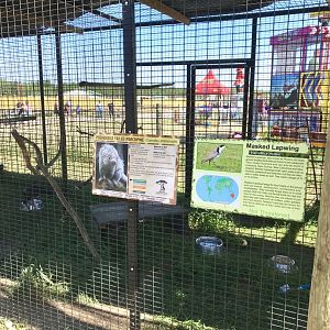World of birds- prehensile-tailed porcupine/masked lapwing exhibit