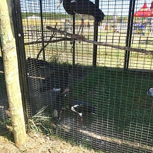 World of birds- abdims stork exhibit