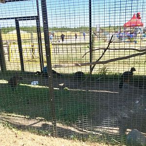 World of birds- greater currasow exhibit