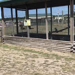 Australia- kookaburra exhibit