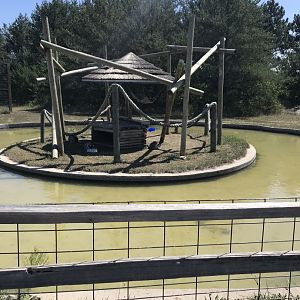 Primates- ring-tailed lemur exhibit