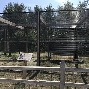 Primates- black-handed spider monkey exhibit