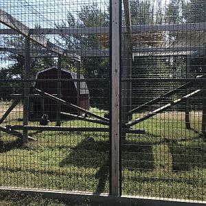 Primates- booted macaque exhibit