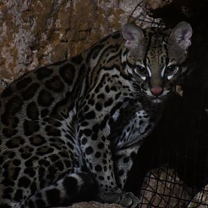 Rio the ocelot