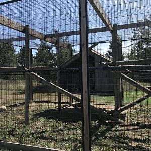 Primates- patas monkey exhibit